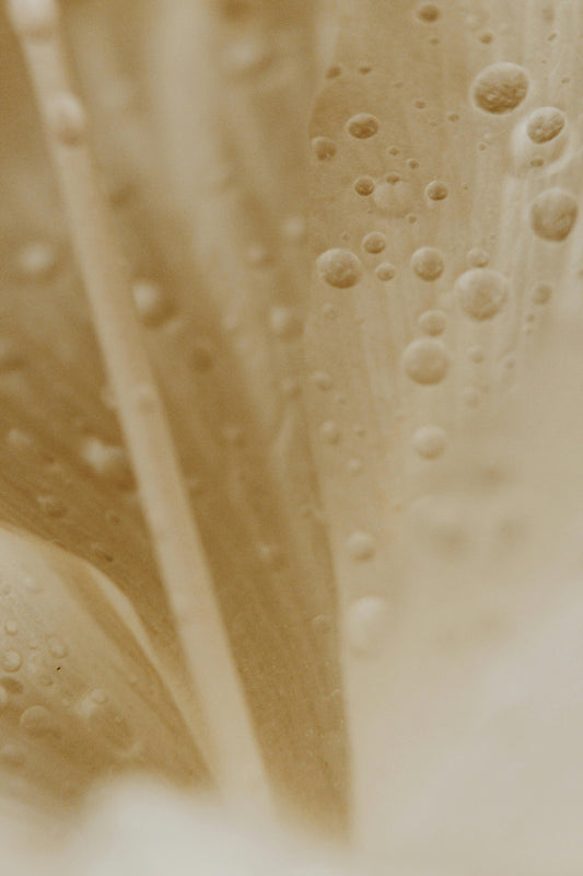 Relaxation mentale : FUNGI présenté dans les pages de Gala