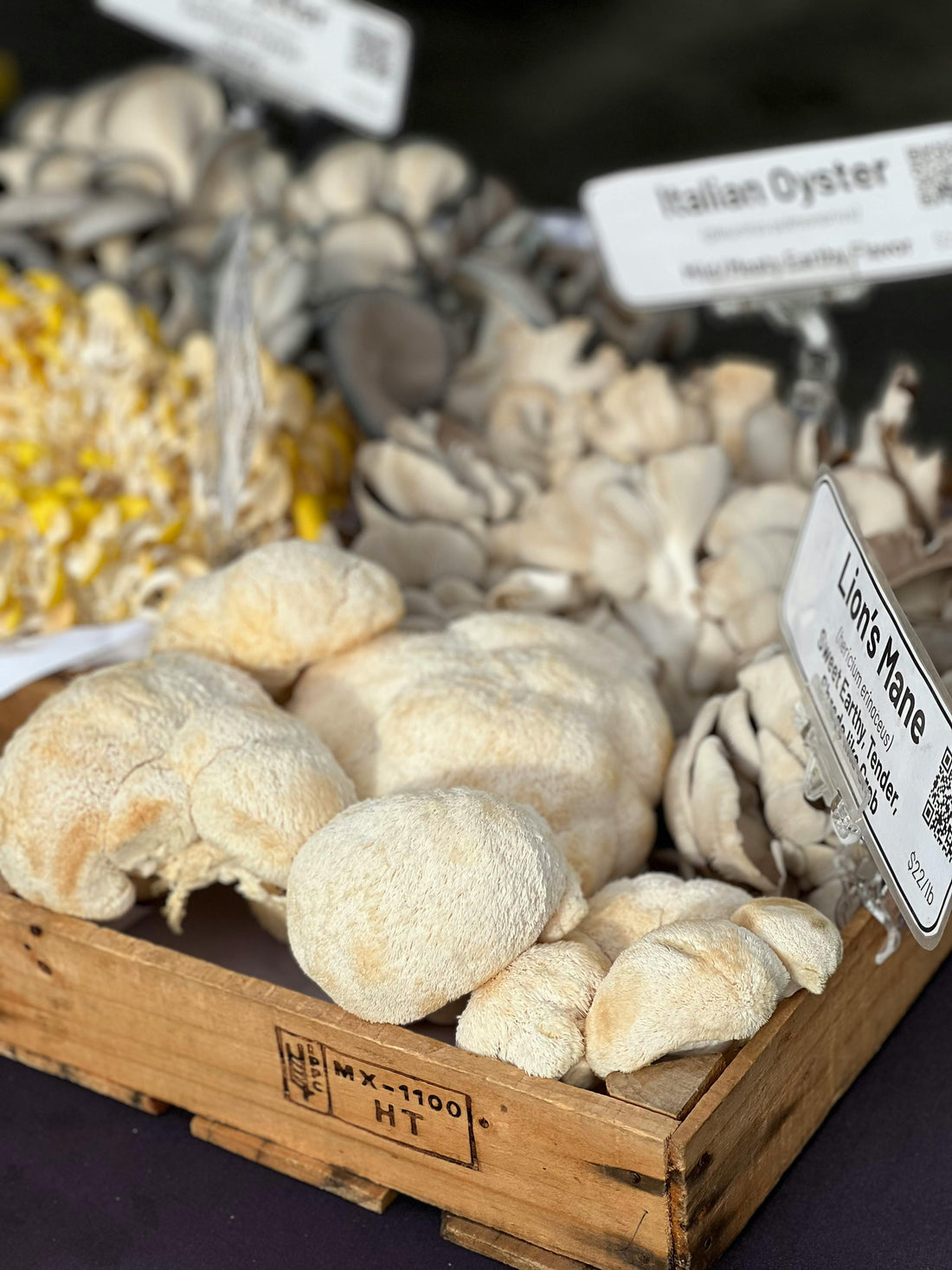 Extraction Lion's Mane : notre méthode expliquée